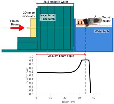 Spread-out Bragg peak FLASH: quantifying normal tissue toxicity in a murine model